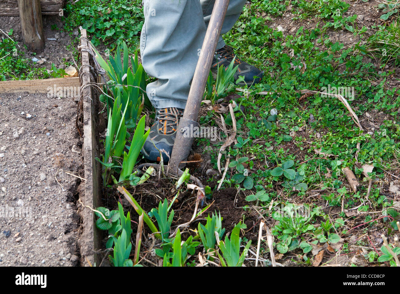Transplantation of iris rhizomes, step 2, remove the soil around the rhizome, taking care not to damage Stock Photo