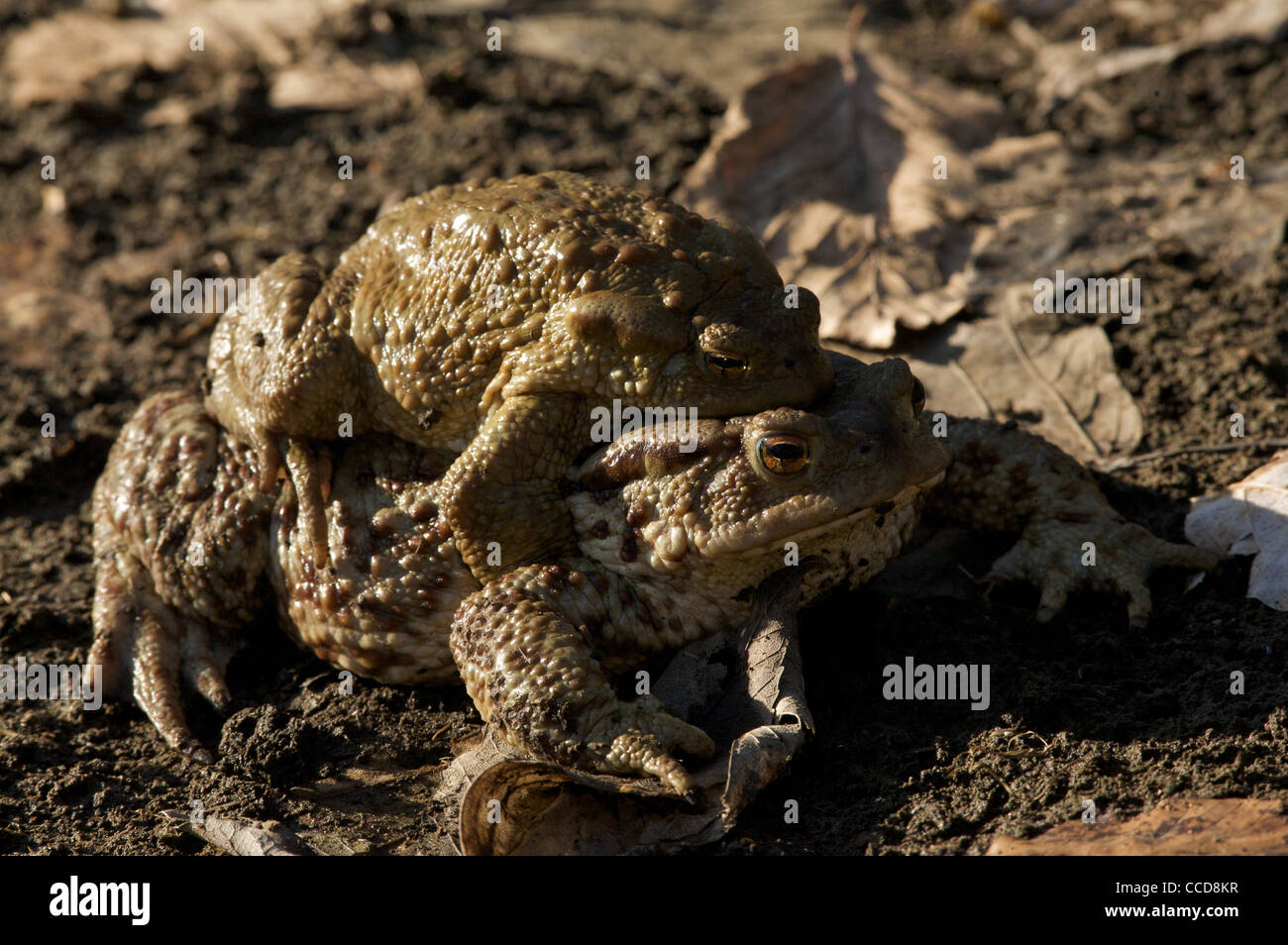 common toad in  coupling, Lessinia mountain, Trentino, Italy, Europe Stock Photo
