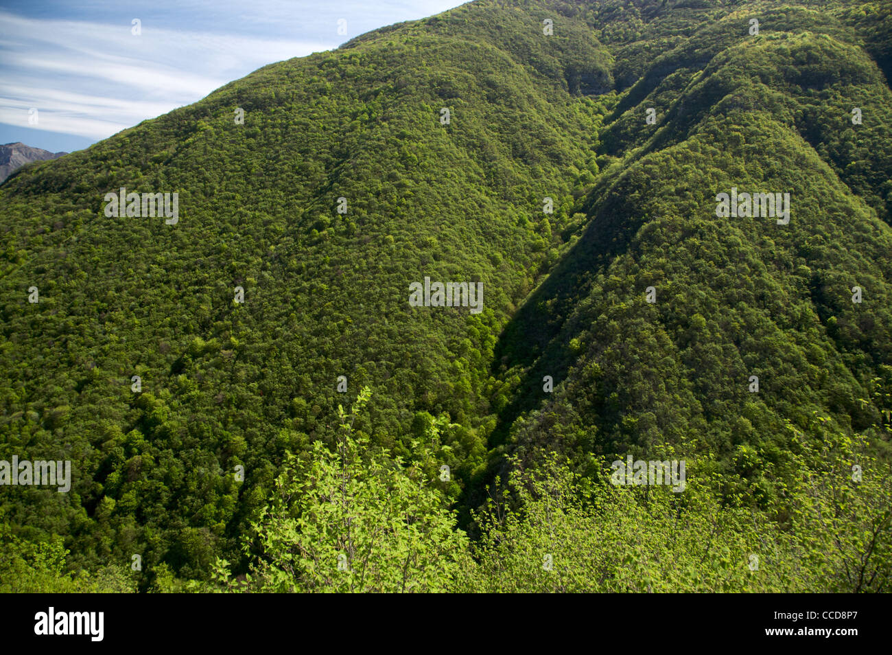vegetation of mountain, Vallagarina, Trentino, Italy, Europe Stock Photo