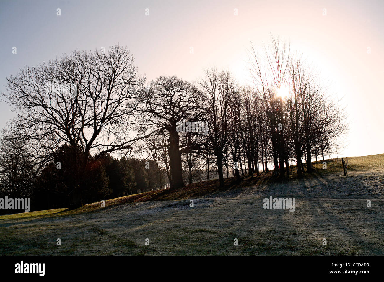 Trees Blenheim Palace Park Stock Photo Alamy