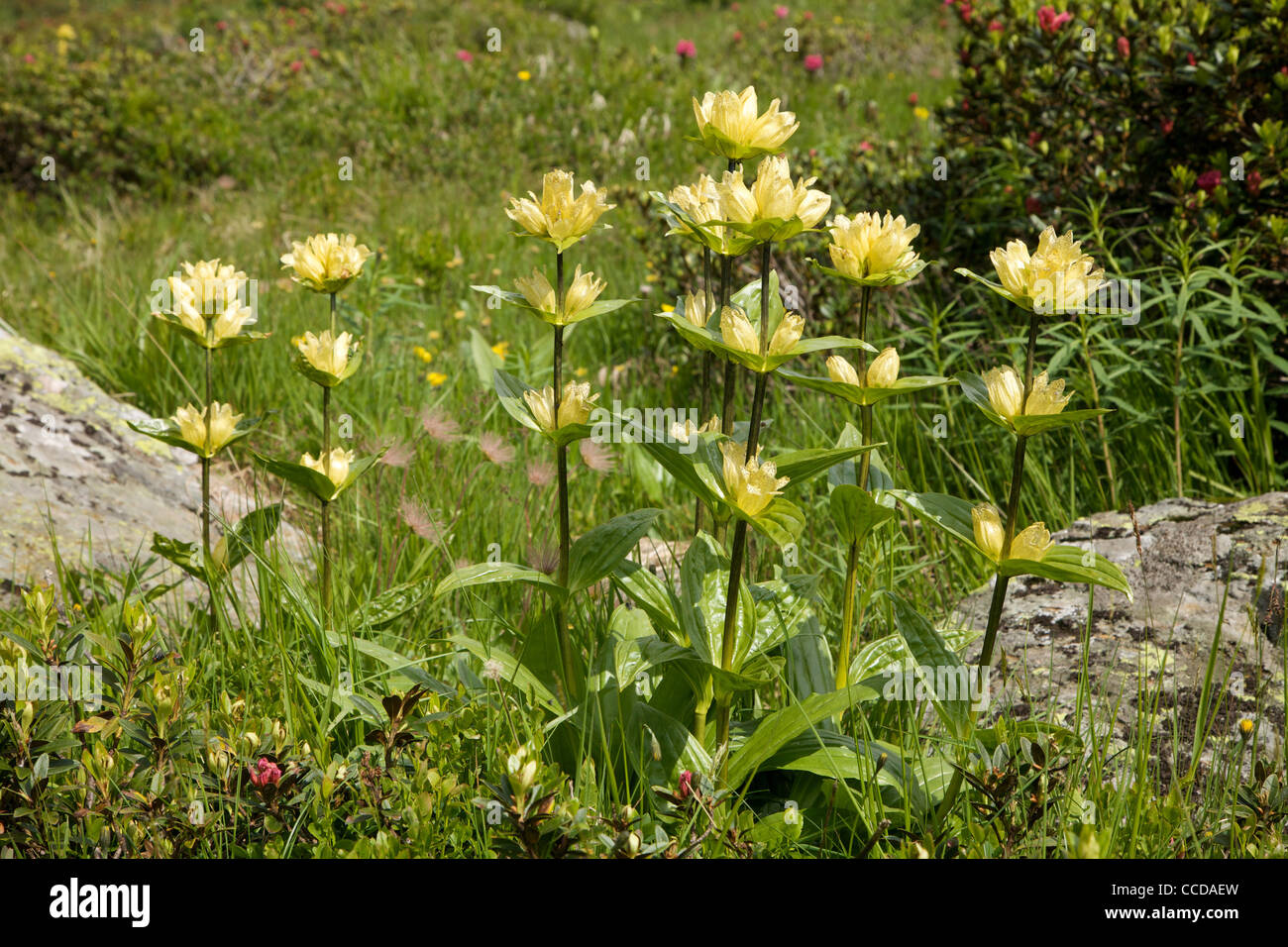 Gentiana lutea in flowering, Natural Park Adamello Brenta, Valbona, Giudicarie valley, Trentino, Italy, Europe Stock Photo