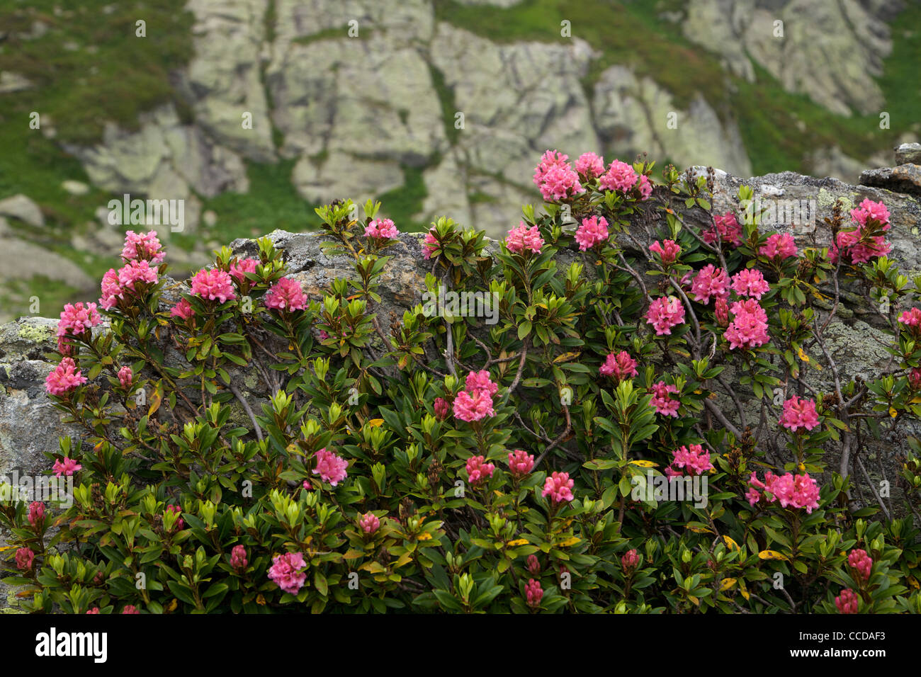 rhododendron flowering, Natural Park Adamello Brenta, Valbona, Trentino, Italy, Europe Stock Photo