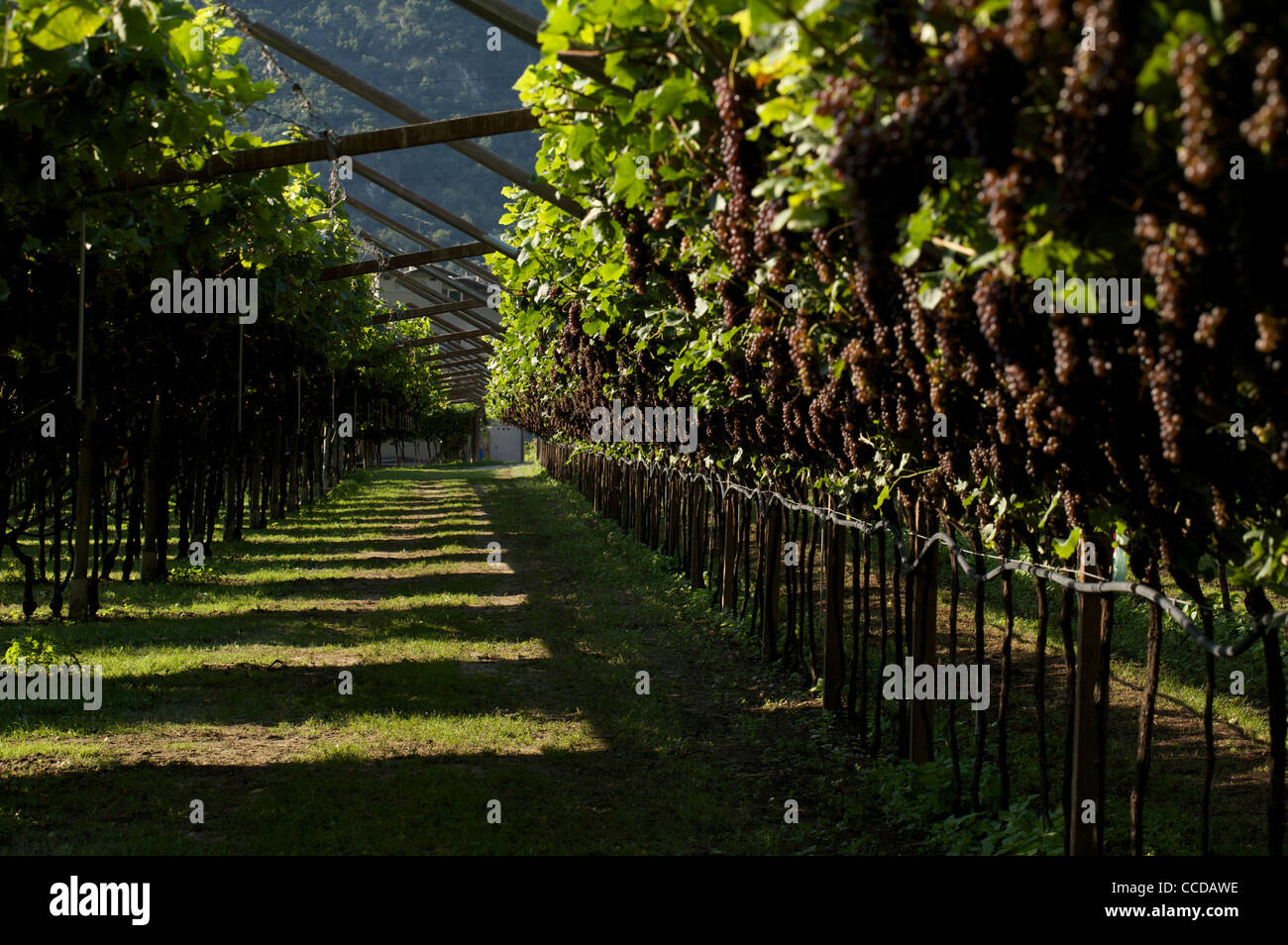 Pinot gray bunch of grapes Vallagarina, Trentino, Italy, Europe Stock Photo