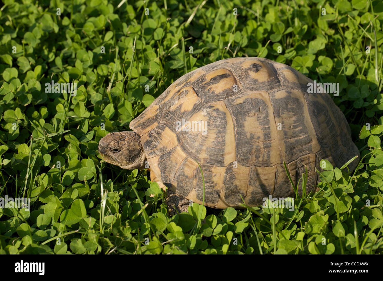 land turtle, Hermann turtle, Testudo hermanni, Trentino, Italy, Europe ...