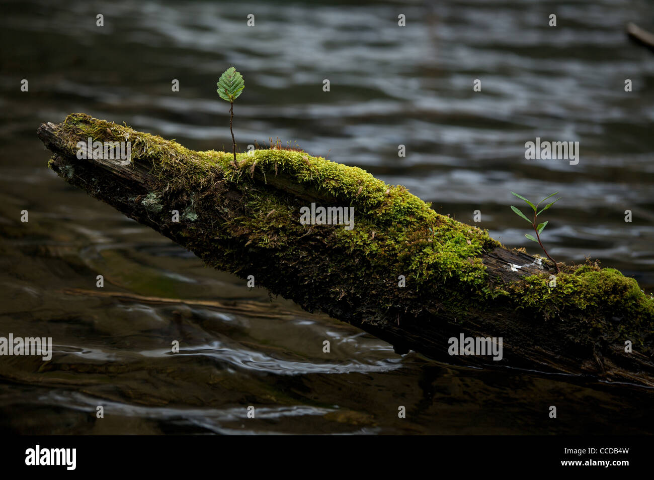bud born on a old trunk Giudicarie, Chiese valley, Trentino Stock Photo