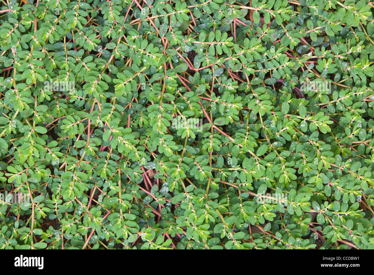 Detail closeup of ground plant Stock Photo