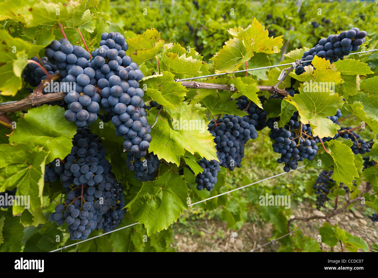 Grapes in vineyard in the Finger Lakes region of New York State Stock Photo