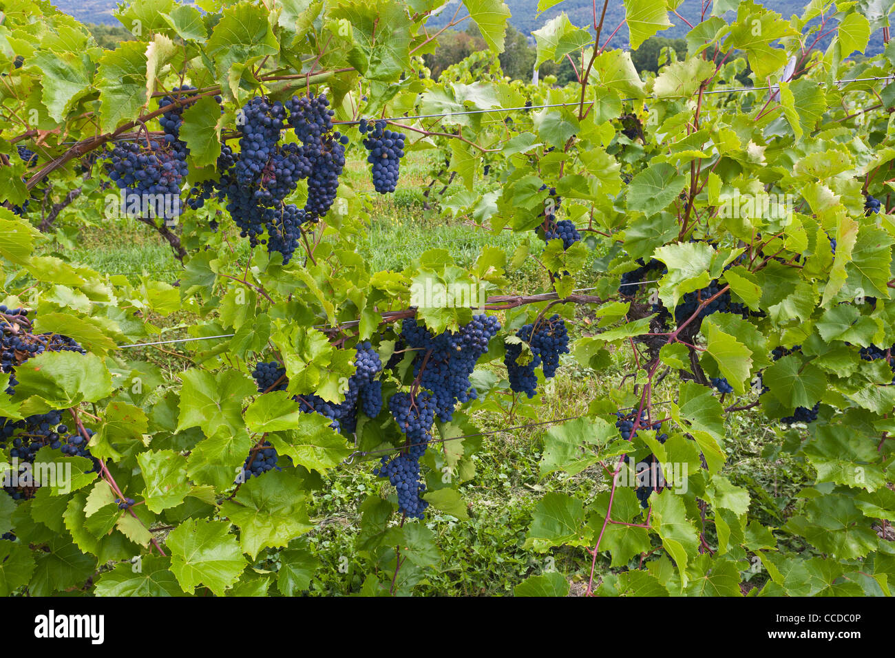 Grapes in vineyard in the Finger Lakes region of New York State Stock Photo