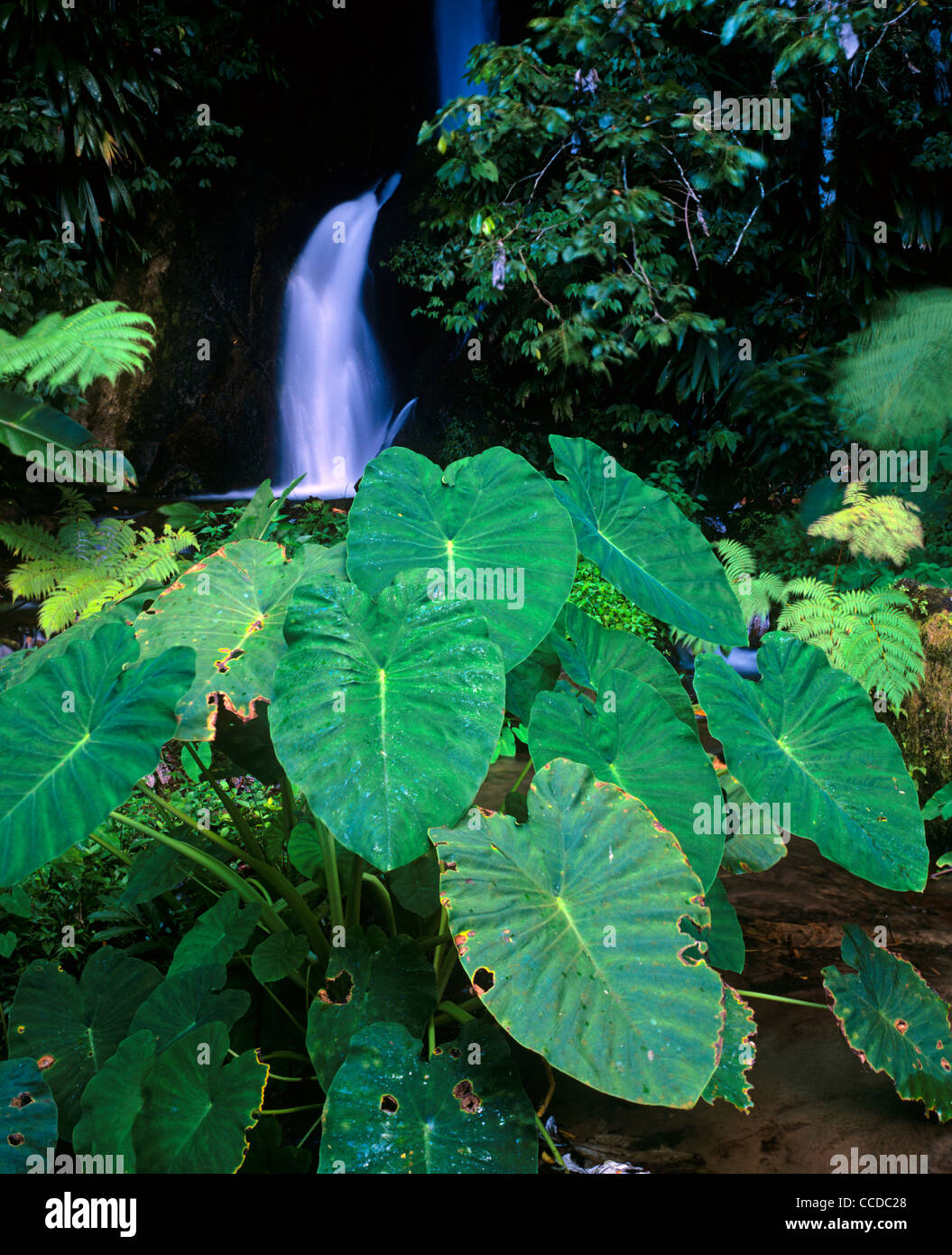Tropical plant lush foliage hi-res stock photography and images - Alamy