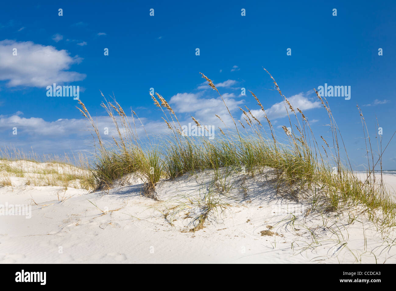 Sand dunes in the Perdido Key Area of Gulf Islands National Seashore ...