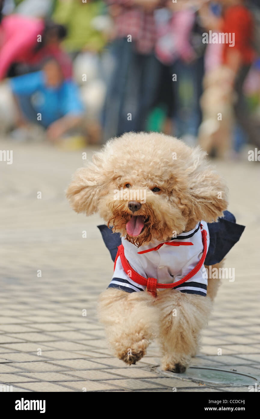 Little poodle dog running on the ground Stock Photo - Alamy