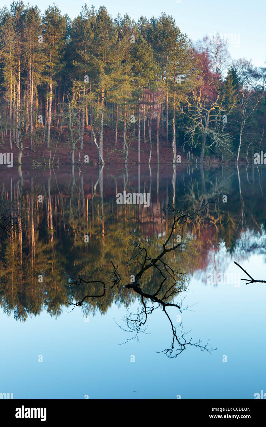 Portrait Photograph of a Lake in Delemere forest, Cheshire Stock Photo