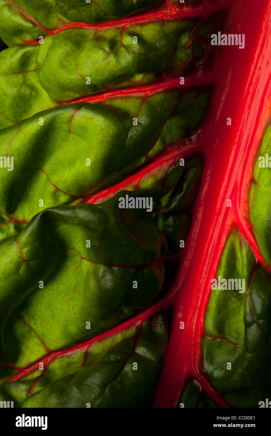 A Chard leaf showing vibrant red stem and veins Stock Photo