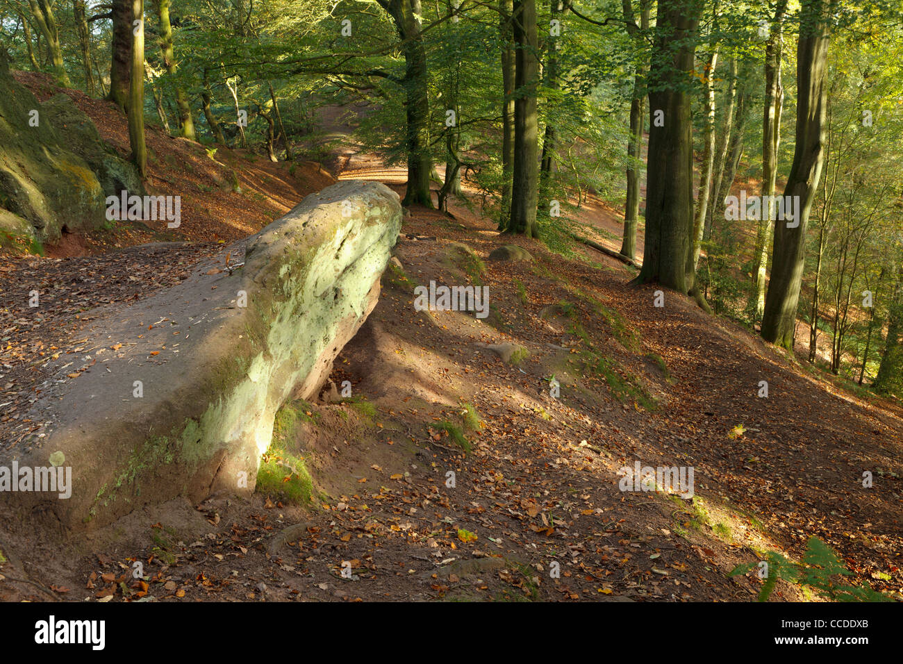 Horizontal Photograph of the Beech tree woodland at Alderley Edge Stock Photo