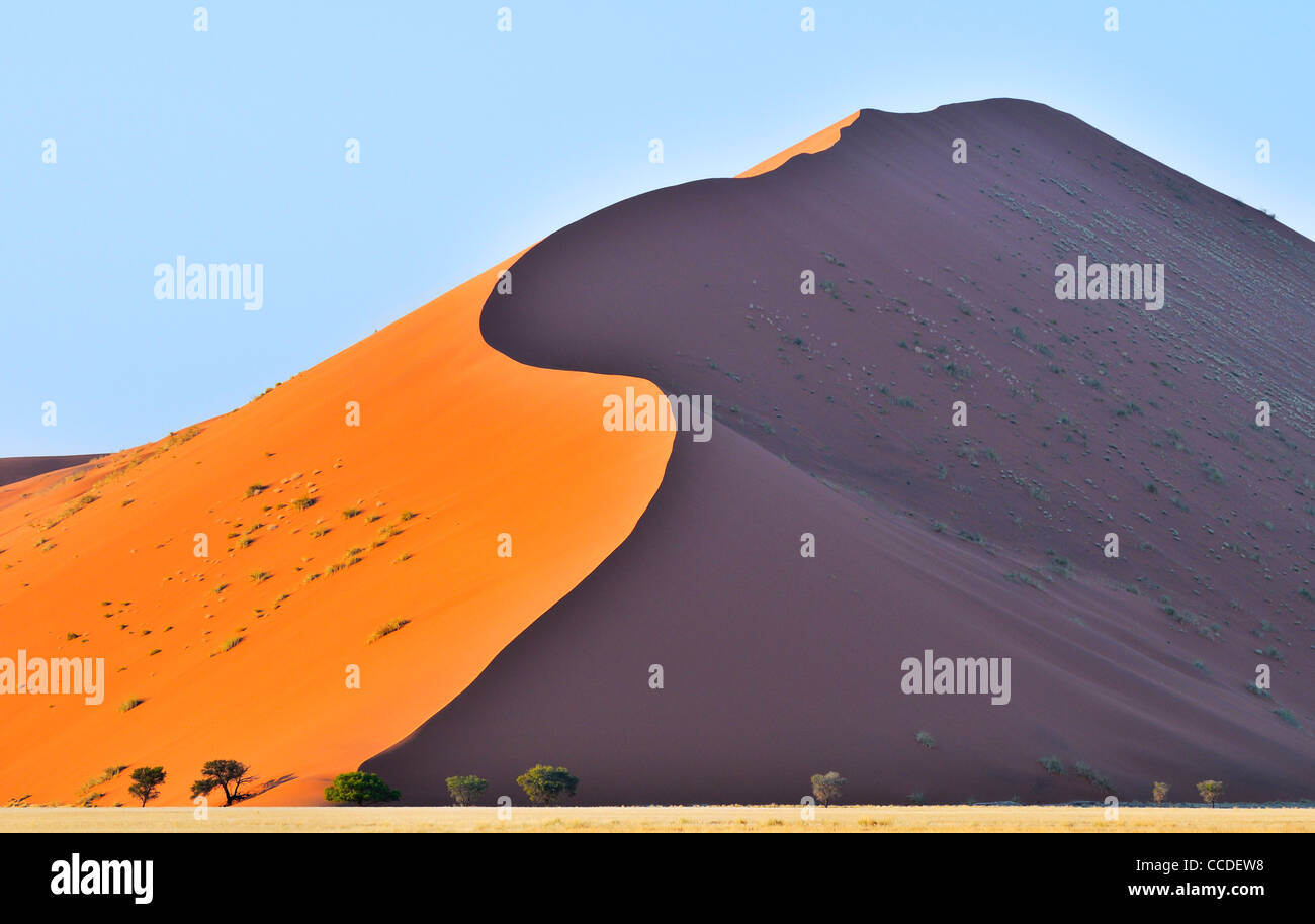 Namibia Sand Desert trees and sand dunes hi-res stock photography and images - Alamy