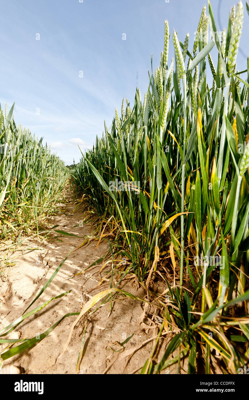 Wheat growing, shot taken from a low angle looking down the tram lines Stock Photo