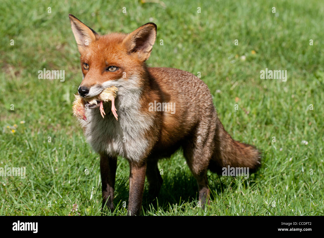 Red Fox ('vulpes vulpes') Stock Photo