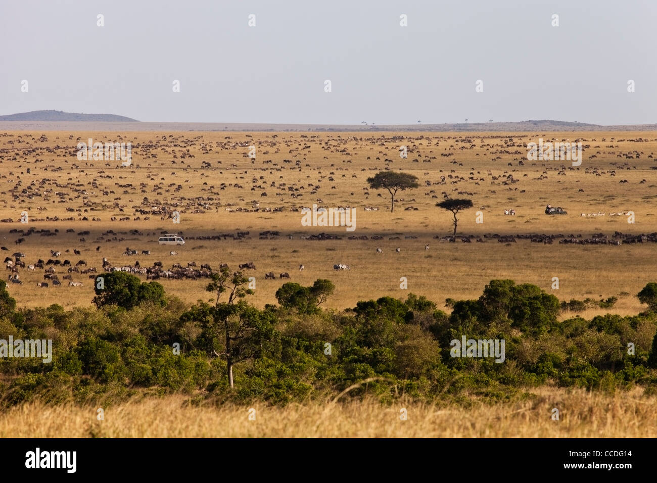 Masai mara game reserve hi-res stock photography and images - Alamy