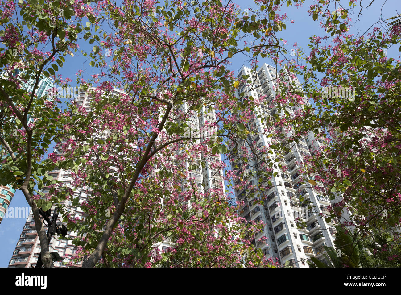 looking up at apartment blocks through pink flowering bauhinia blakeana trees on aberdeen promenade hong kong hksar china asia Stock Photo