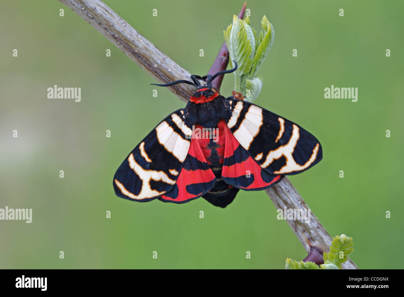 Hebe Tiger Moth (Arctia festiva) Dobrogea Romania RO 2011 Stock Photo