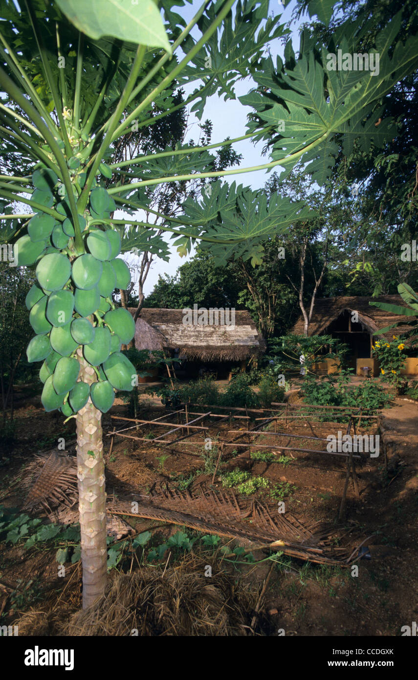 Garden in Ecolodge village with papaya tree, Dambulla, Sri Lanka Stock ...