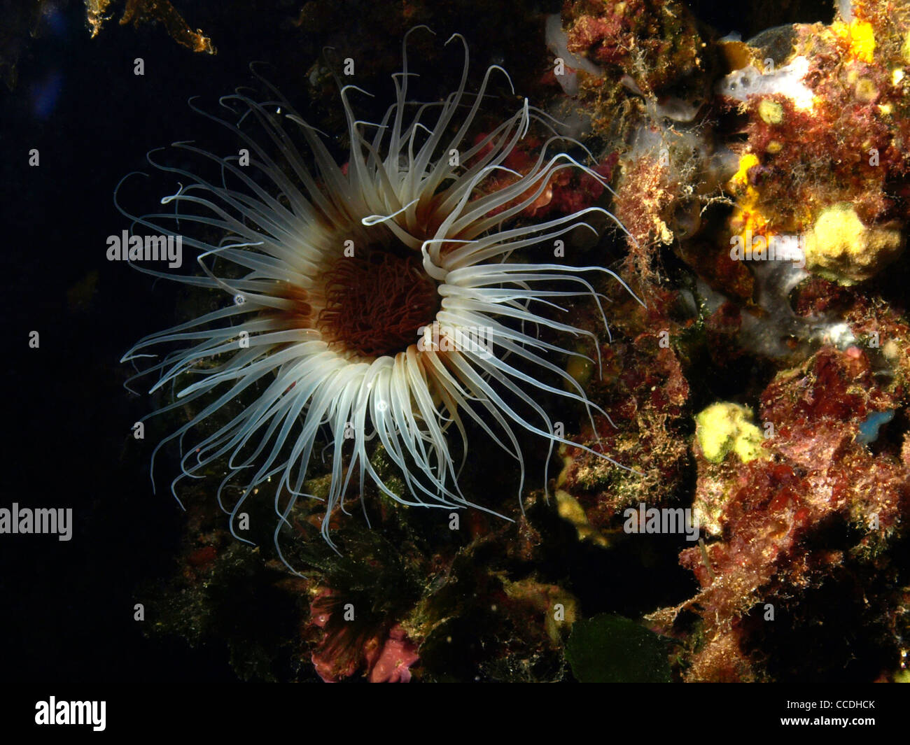 flowers of the ocean Stock Photo - Alamy