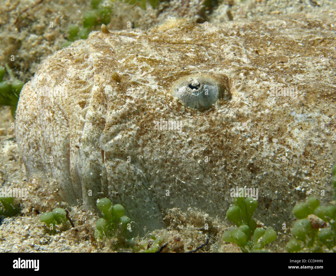 rat fish on the sand of the mediterranean sea Stock Photo