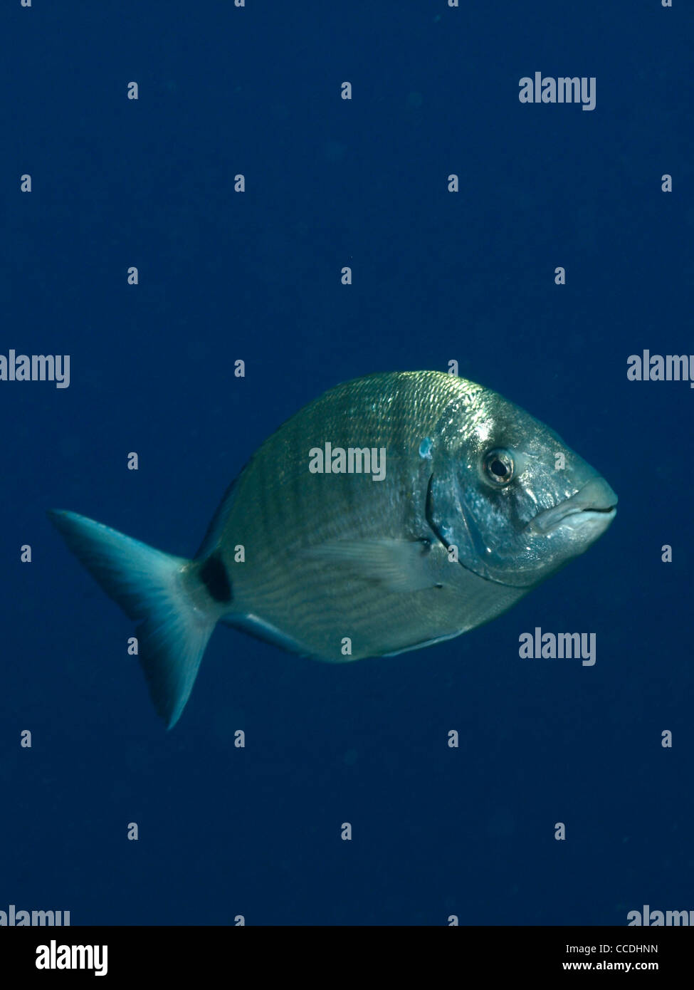 sargus fish in the mediterranean Stock Photo