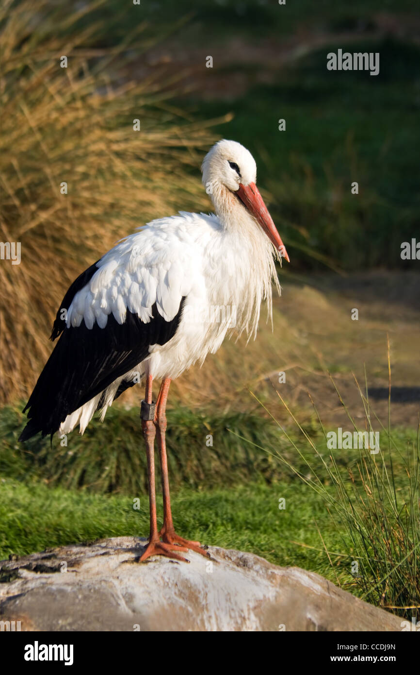 European white stork or Ciconia ciconia in autumn sunlight standing on rock Stock Photo