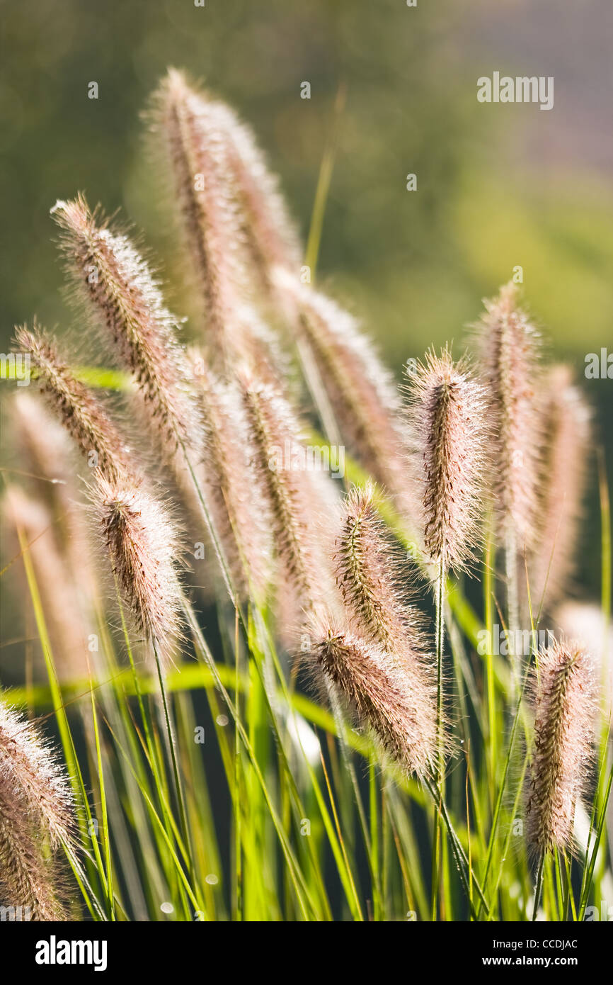 Ears of Chinese Fountain Grass or Pennisetum alopecuroides with sunshine in autumn Stock Photo