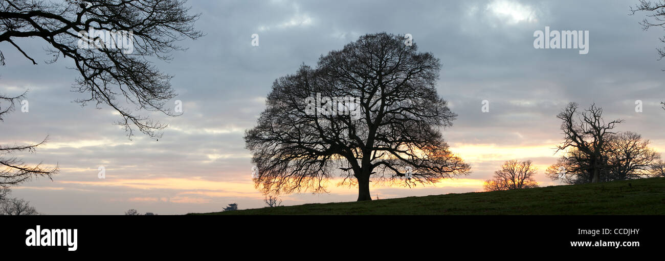 Sunset in countryside trees hi-res stock photography and images - Alamy