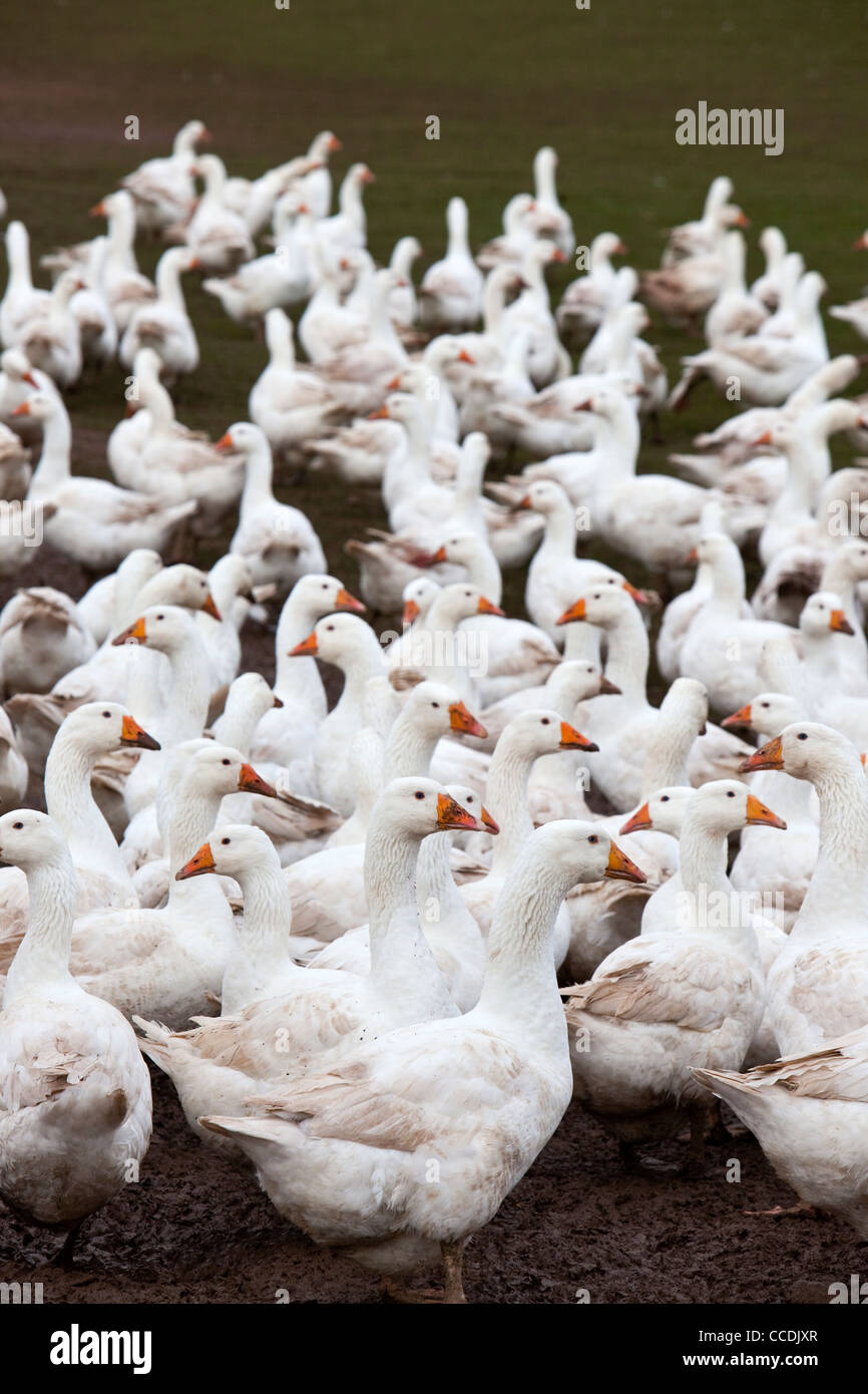 Free range Norfolk Geese at Goodmans farm, Great Witley, Worcestershire, England, UK Stock Photo