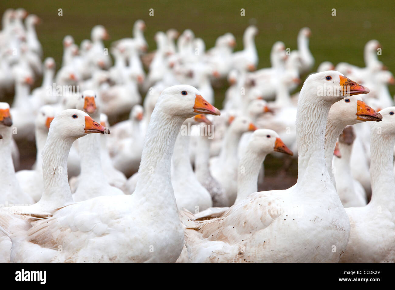 Free range Norfolk Geese at Goodmans farm, Great Witley, Worcestershire, England, UK Stock Photo