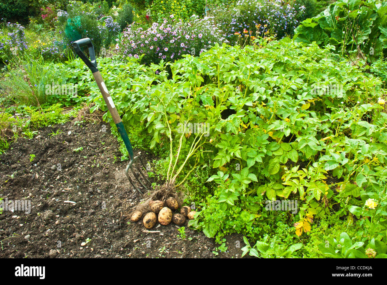 Potatoes (KIng Edwards) being dug and resting on the earth with hulm attached and garden fork standing by. Stock Photo
