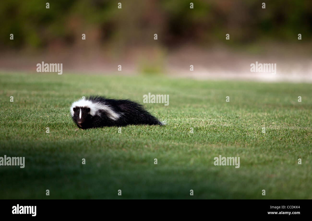 A skunk crawls across the green of a golf course Stock Photo