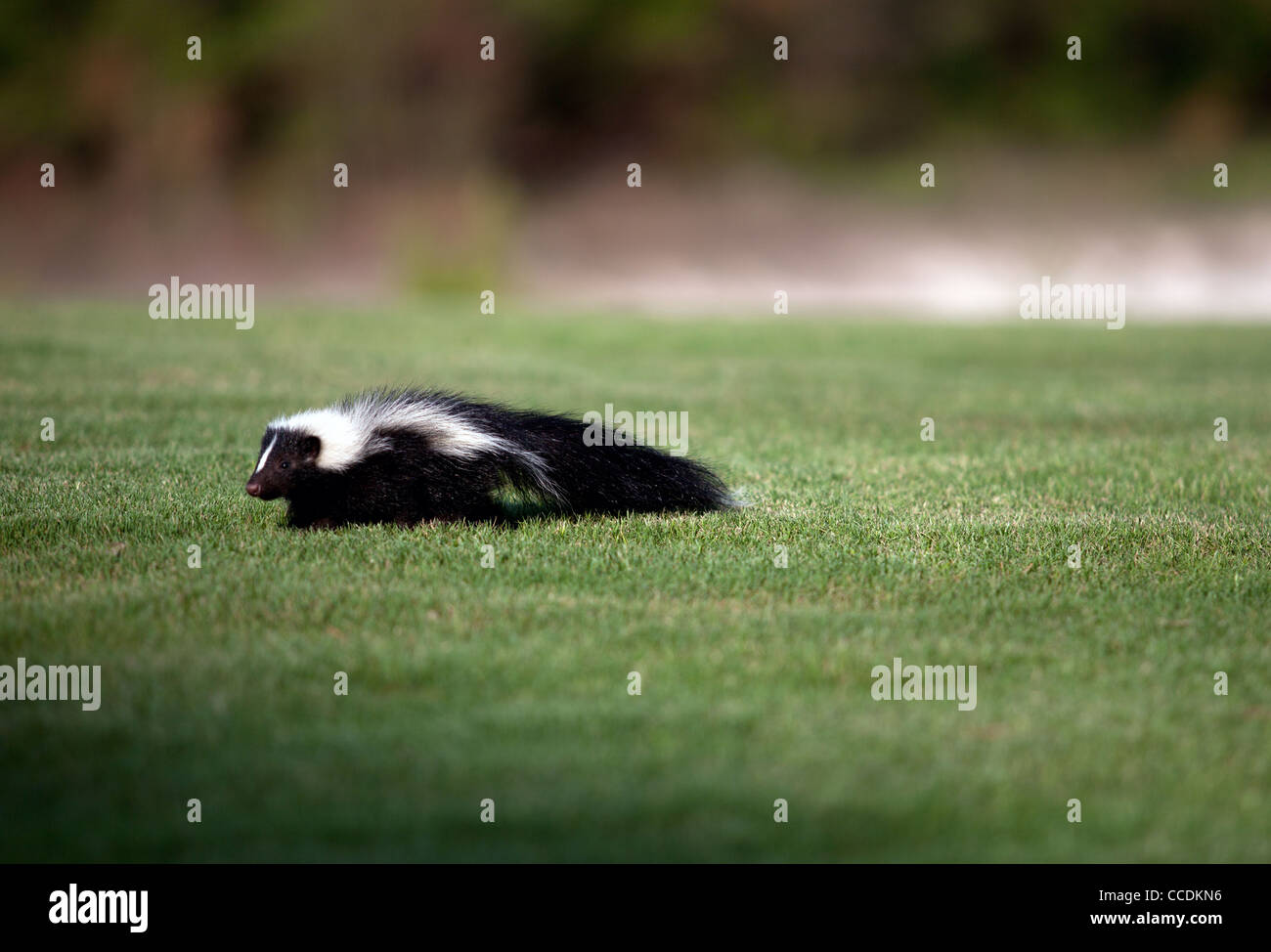 A skunk crawls across the green of a golf course Stock Photo