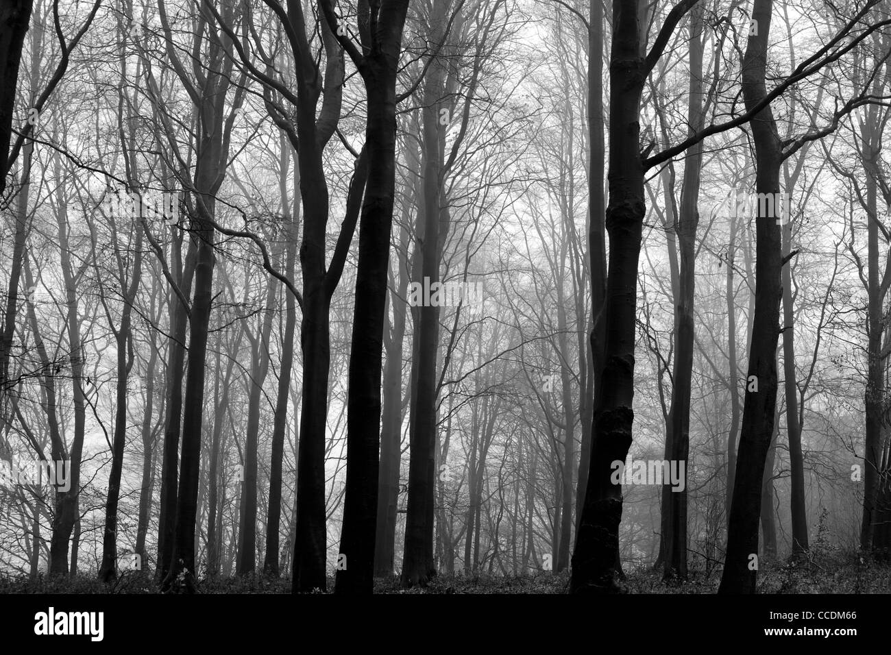 Beech wood on misty morning in black and white, Worcestershire, England, UK Stock Photo