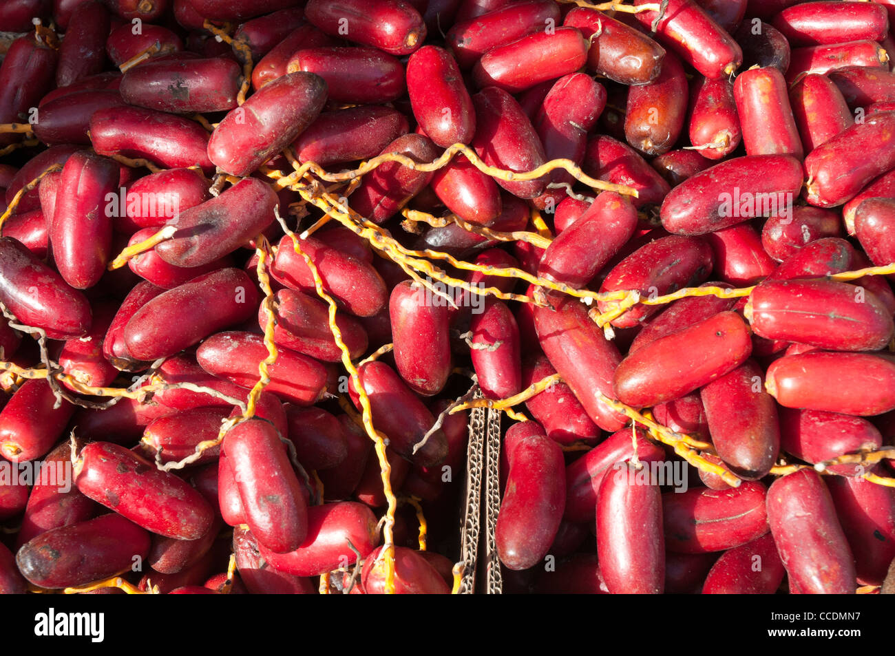 ramadan date egypt