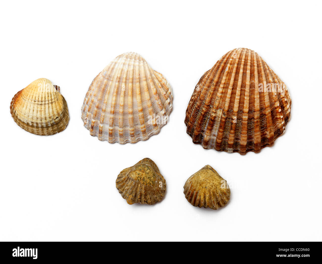 Cockle Shells With Fossils Of Shells Stock Photo