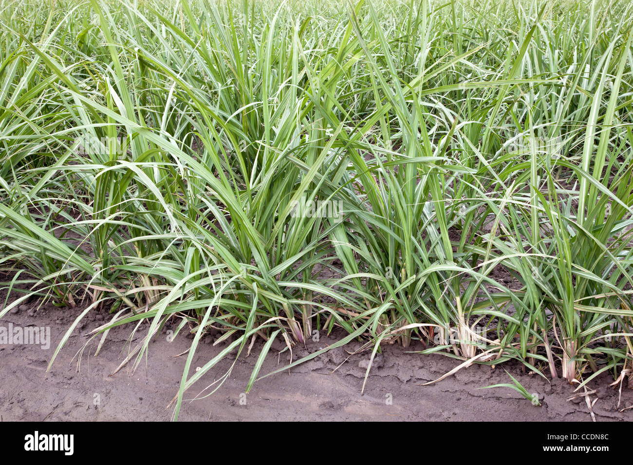 Sugar cane, young regrowth, field. Stock Photo