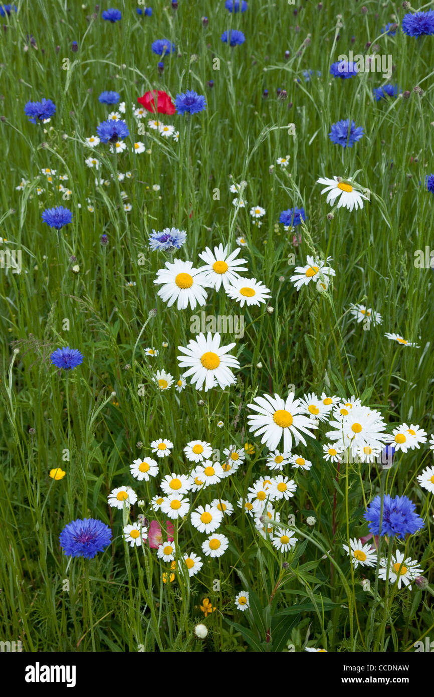 Wildflower meadow flower hi-res stock photography and images - Alamy