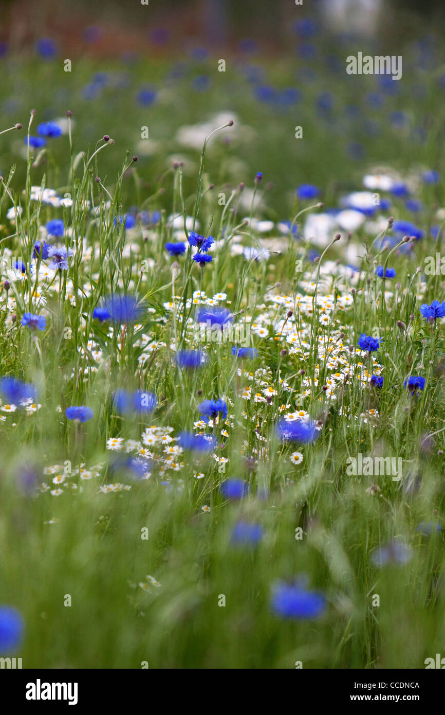 Cornflowers and Oxeye daisies in wildflower meadow, England, UK Stock Photo