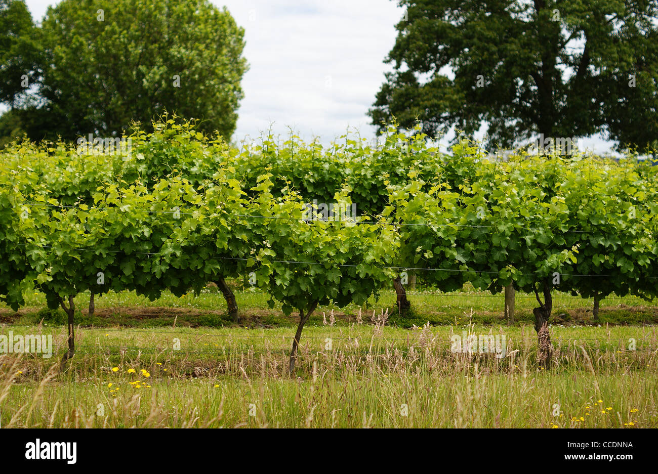 A vineyard in Hawke's Bay New Zealand Stock Photo