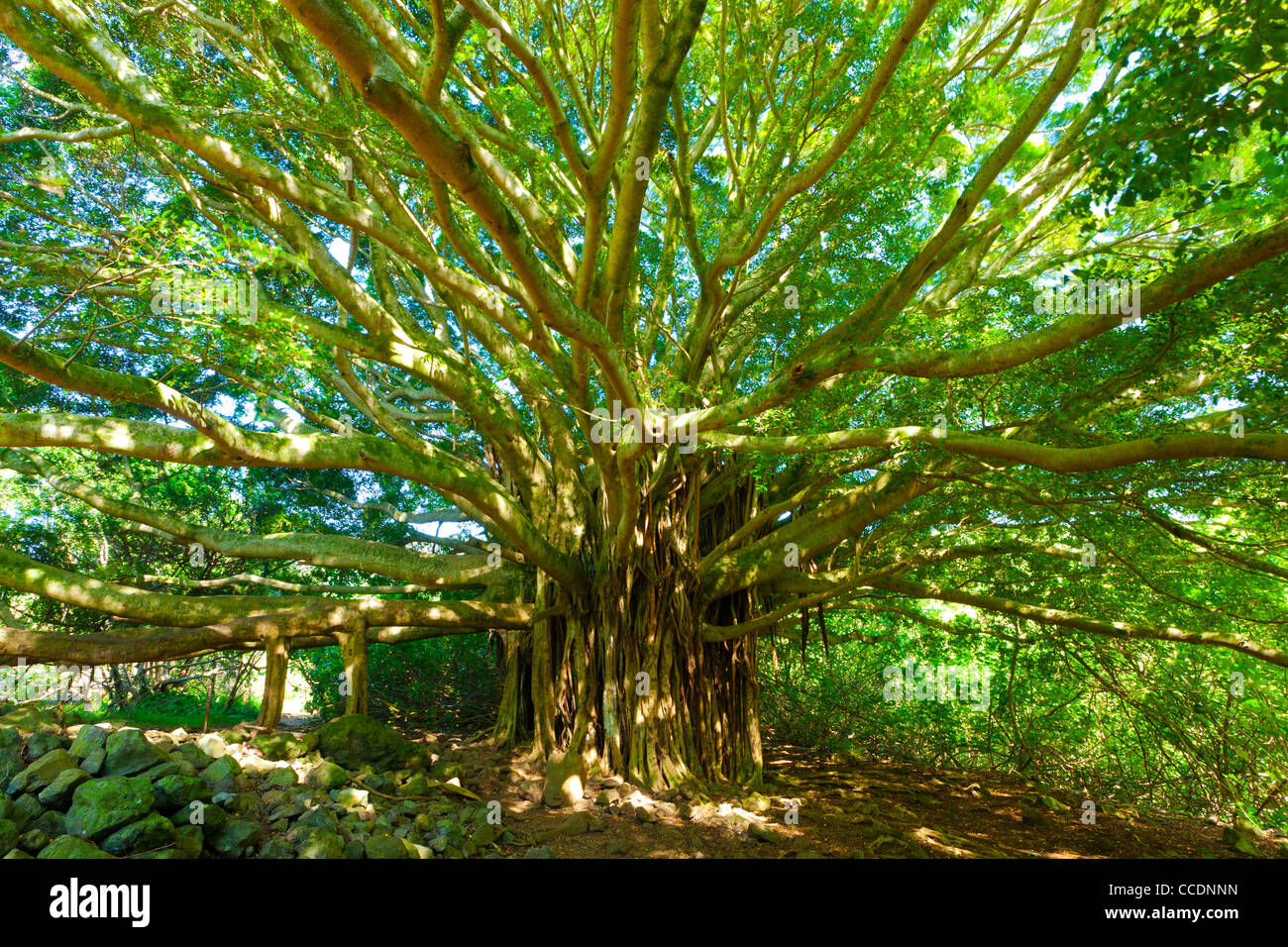 Tree of Life, Amazing Banyan Tree Stock Photo Alamy