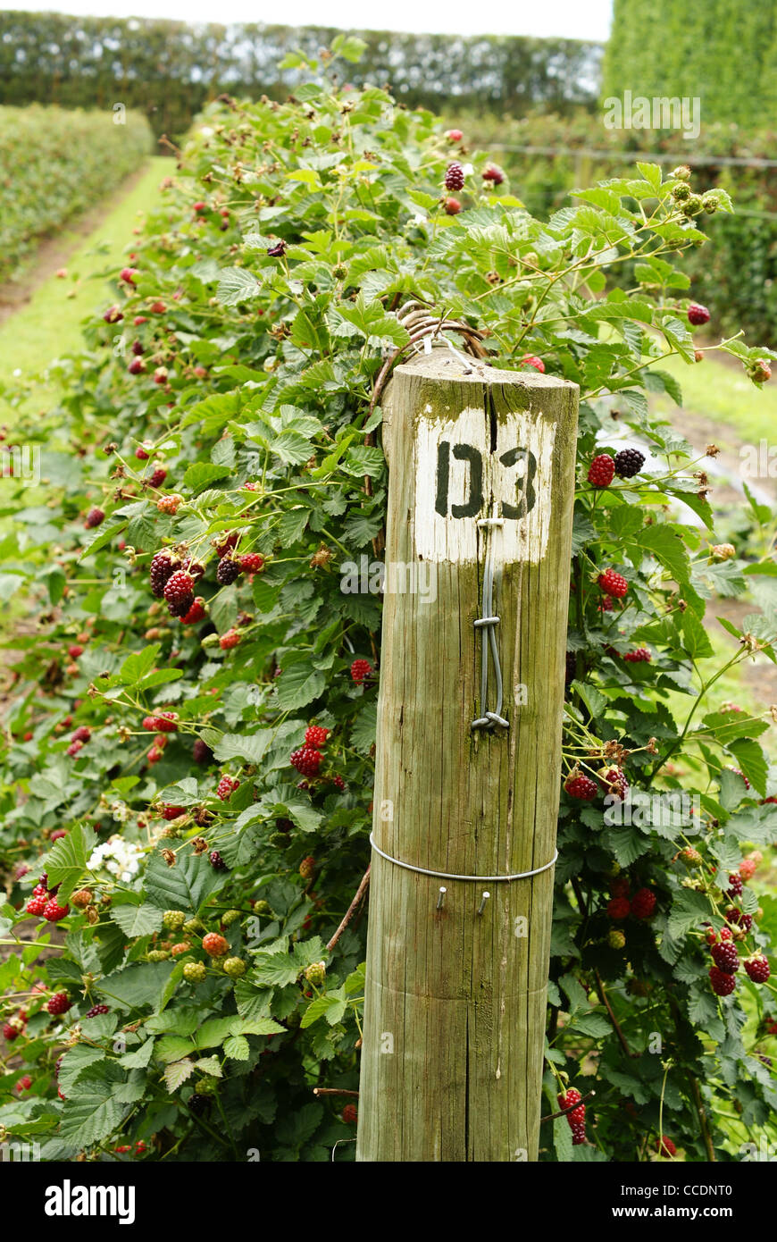 Soft fruit farm in Hawke's Bay New Zealand Stock Photo