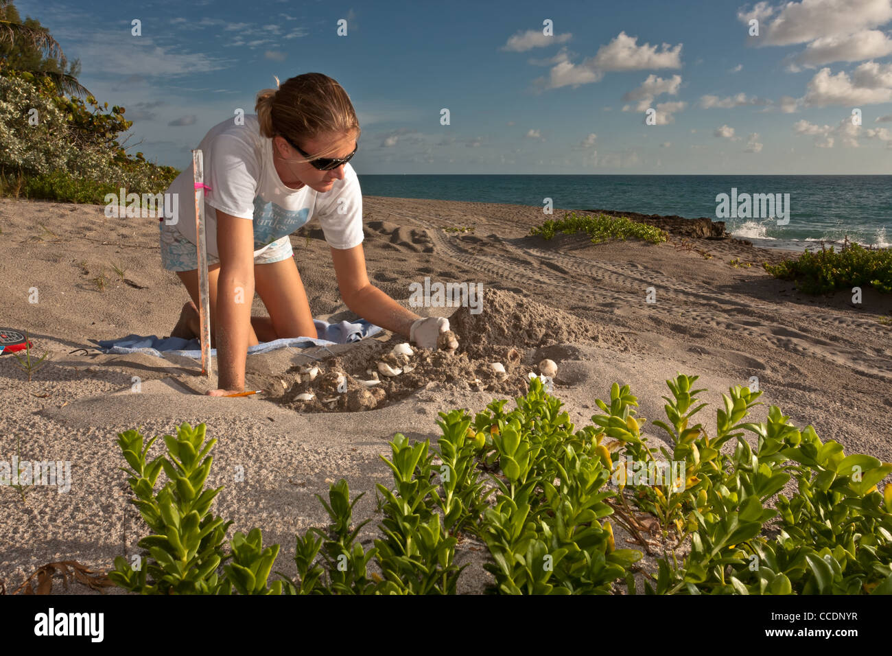 Researcher collecting sea turtle data Stock Photo