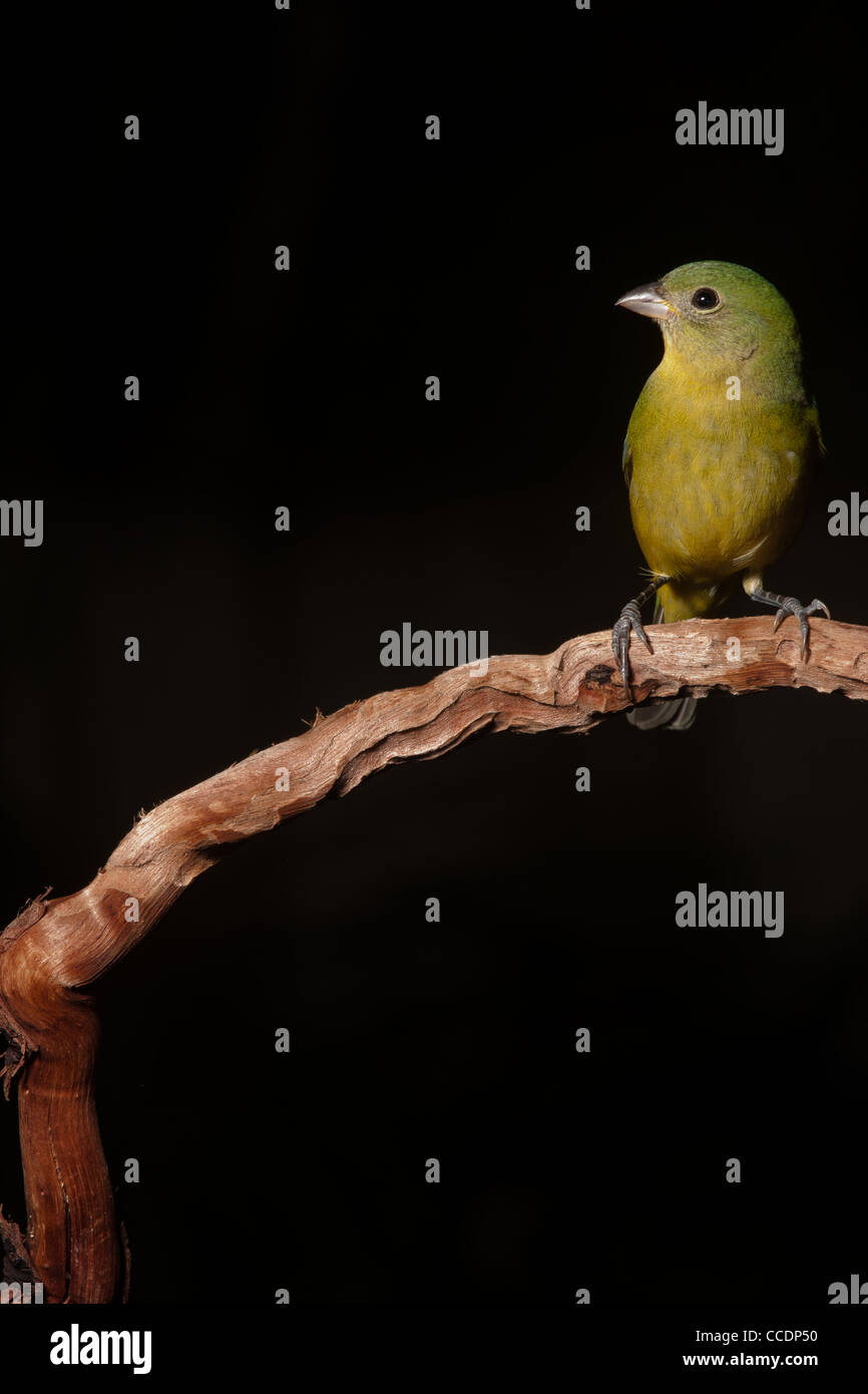 Green painted bunting in Florida Stock Photo Alamy