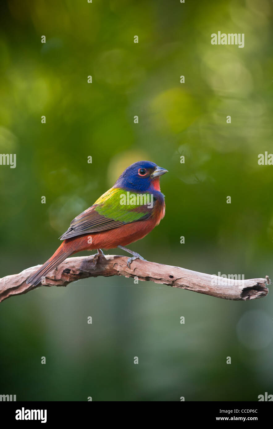 The male Painted Bunting is the most colorful bird in the United States