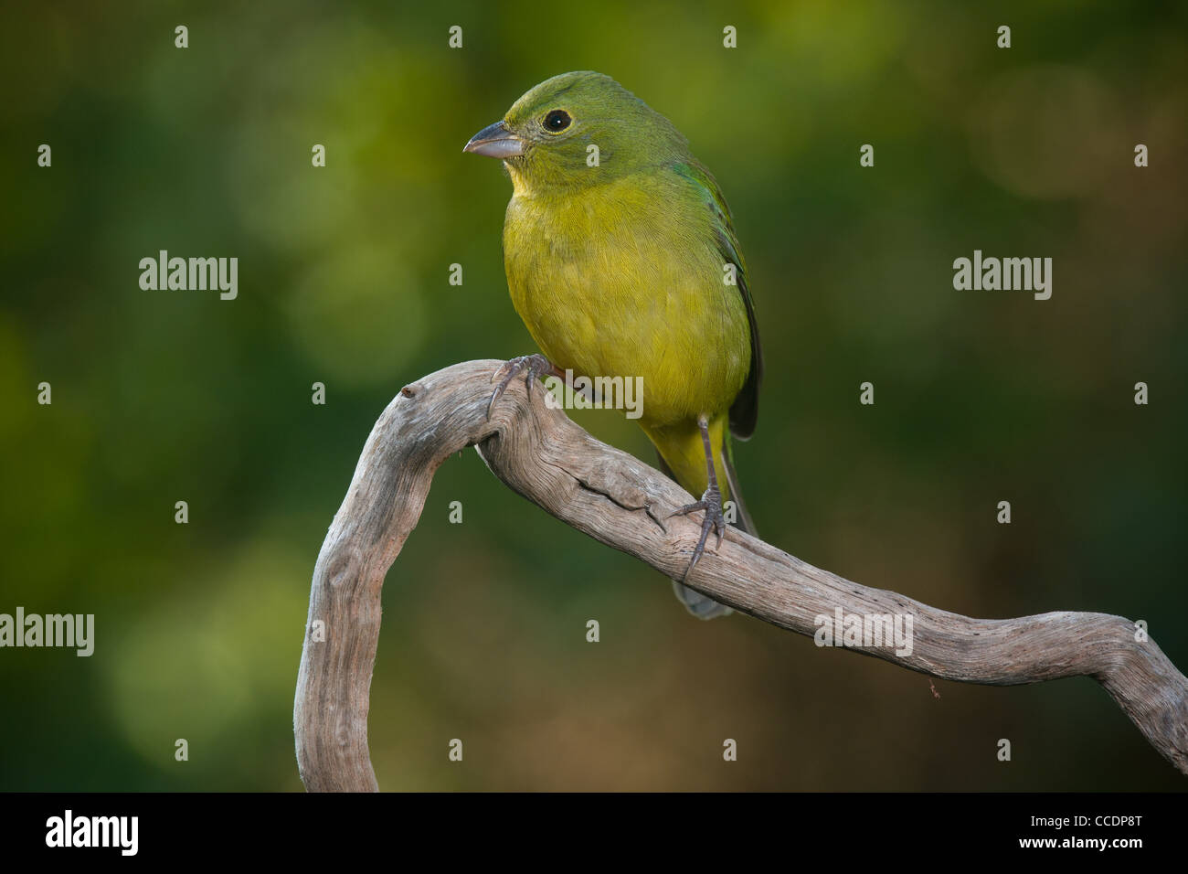Green painted bunting in Florida Stock Photo Alamy