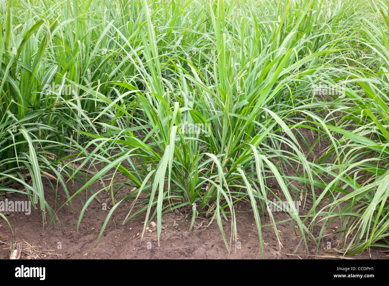 Sugar cane, young regrowth, field. Stock Photo